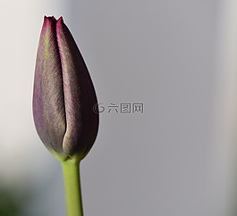 郁金香,花,開(kāi)花