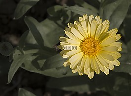 萬(wàn)壽菊,鮮花,橙色
