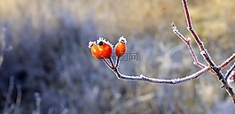 莓果,紅色,森林