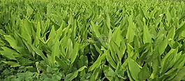葉,增長,植物區(qū)系