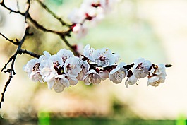 杏花,鮮花,花