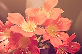 鲜花,花的,红色