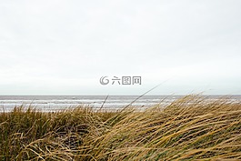 草,海灘,海洋