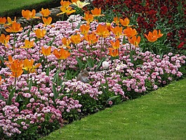 花,郁金香,花壇