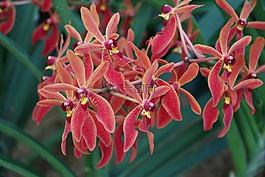 鮮花,花園,蘭花