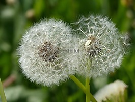 蒲公英,从蓬勃发展,关闭