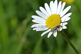 瑪格麗特,昆蟲,籃花卉溫室