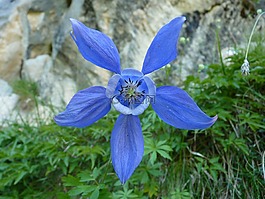 花,植物區(qū)系,山