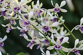 蘭花,性質,鮮花