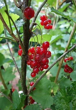 葡萄干,花園,水果