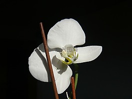花,蘭花,開花