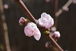 杏仁花,春,杏仁樹(shù)