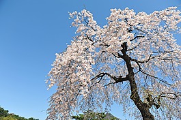 櫻花盛開,春天,天空