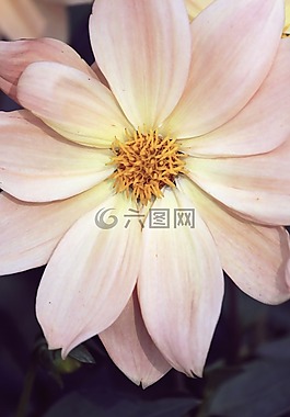 花,印度,植物
