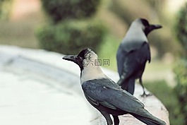 鳥,烏鴉,印度
