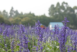 薰衣草,紫色花,紫色