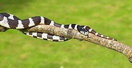 加利福尼亞州 getula,鏈瞎扯,蛇