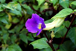 tumbergia蓝,tumbergia,花卉