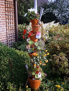 花盆,植物,豐富多彩