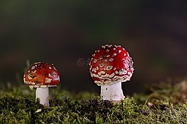 matryoshka,红色飞木耳香菇,蘑菇