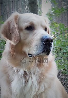 金毛獵犬,寵物,狗