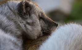 北极狐狸,睡眠,野生动物