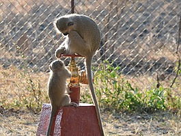 絨猴,消防栓,野生動物