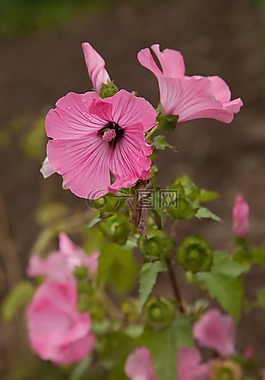 花葵,花卉,粉色