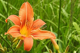 百合,橙,開(kāi)花