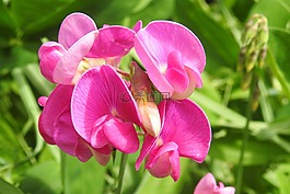 豌豆,野豌豆,紅色