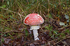蘑菇,秋季,飛木耳