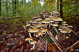 樹菌,秋季,部落