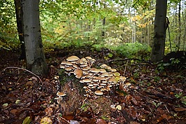 樹菌,秋季,部落