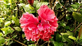 花,露水,粉紅色