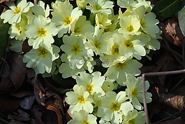 春天,報(bào)春花,廠