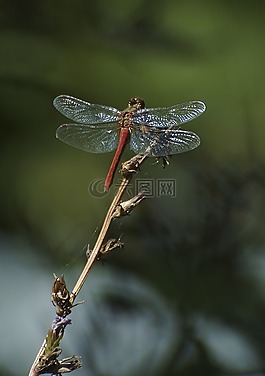 红衣主教meadowhawk,蜻蜓,闪闪发光