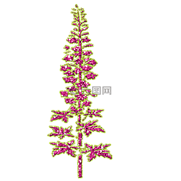 剪貼簿,鮮花,花卉