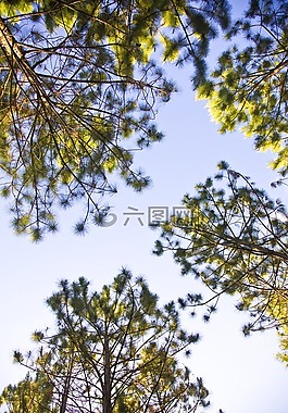 樹,天空,藍色