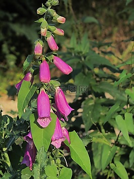 頂針,廠,花