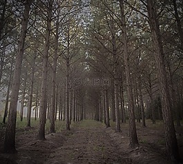 森林,樹,松