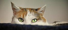 猫,动物收容所,集