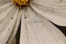 骯臟的花,白,花