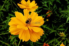 蜜蜂,花,黃色