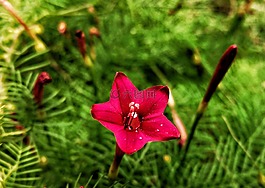 花,紅色,花蜜