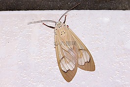 蛾,米色,昆蟲