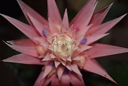 花,特寫,粉紅色