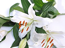 莉莉,白,花卉