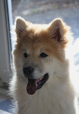 狗,年輕,歐亞混血