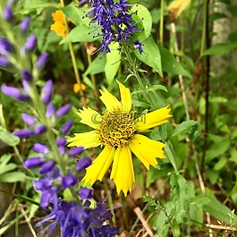 野生花卉,花園,春