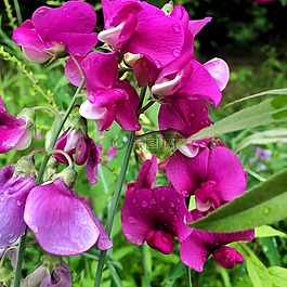 夏天,甜豌豆,紫色的花朵
